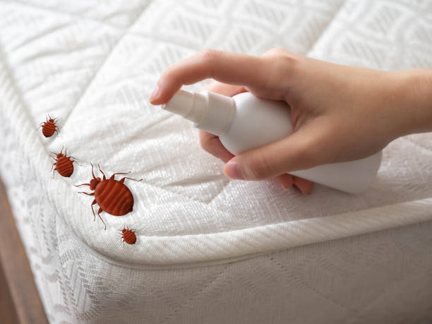 Best Bed Bug Extermination  in Holly Springs, GA